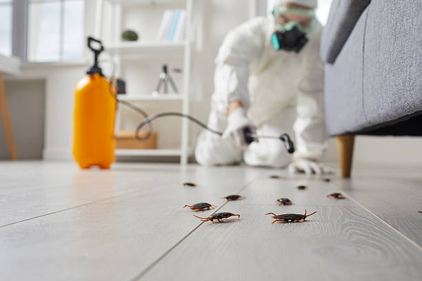 Commercial Kitchen Cockroach Control in Springfield